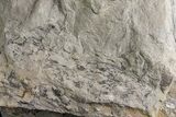Fossil Lycopod Tree Root (Stigmaria) - Kentucky #176788-1